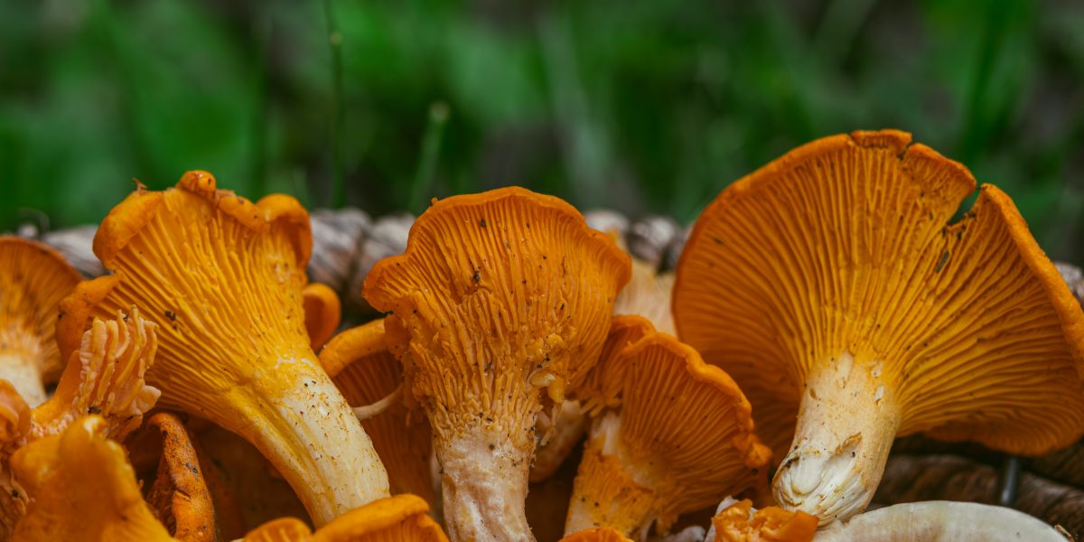 Chanterelle Mushroom