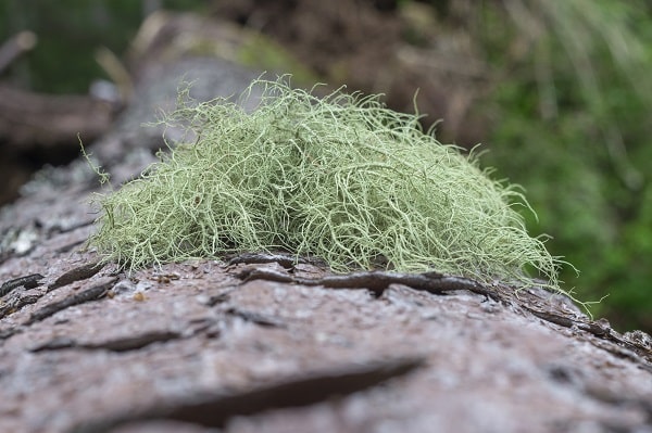 Usnea