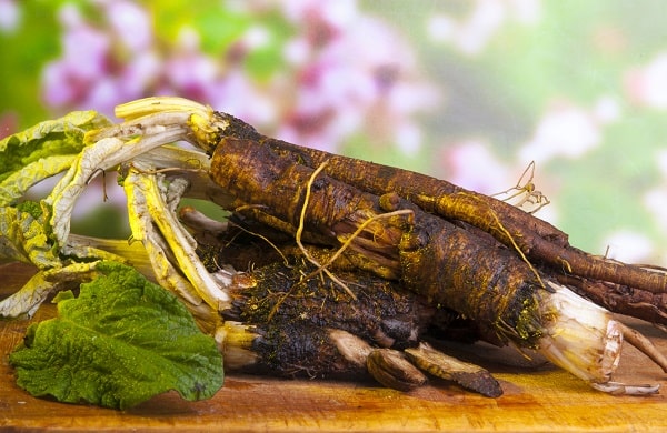 burdock root