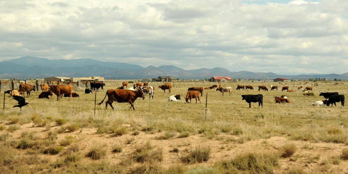 Cows on ranch