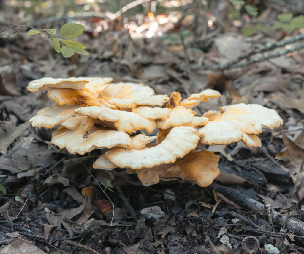 Chicken of the Woods