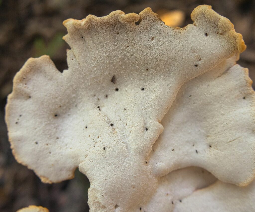 Chicken of the Woods