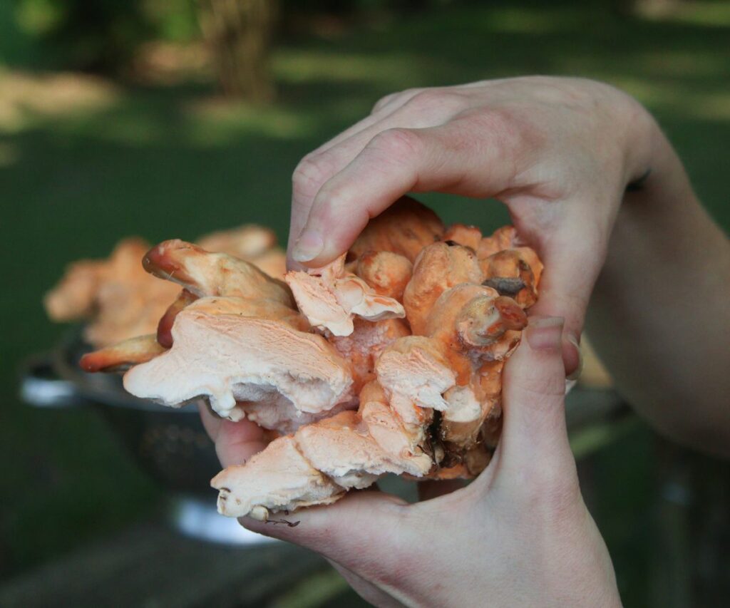 Chicken of the Woods