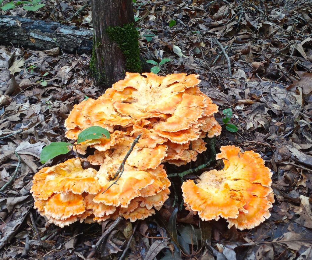 Chicken of the Woods