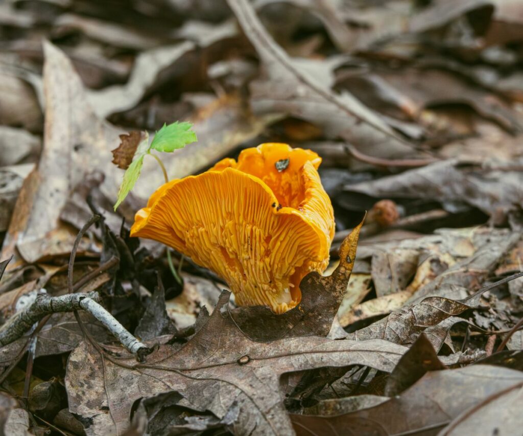 Chicken of the Woods