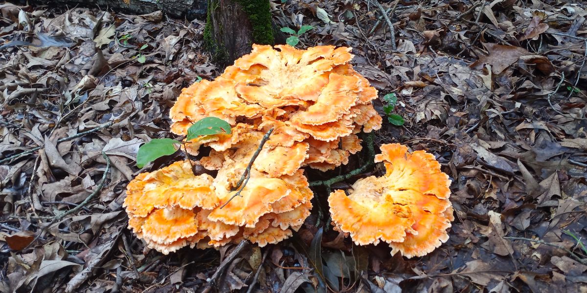 Chicken of the Woods