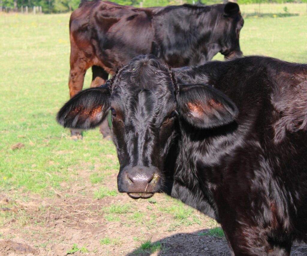 Cow facing camera