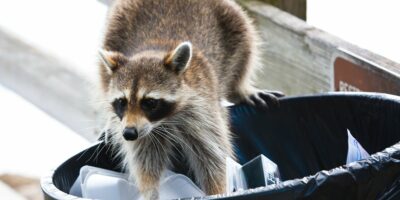 Can You Eat Raccoon in an Emergency?