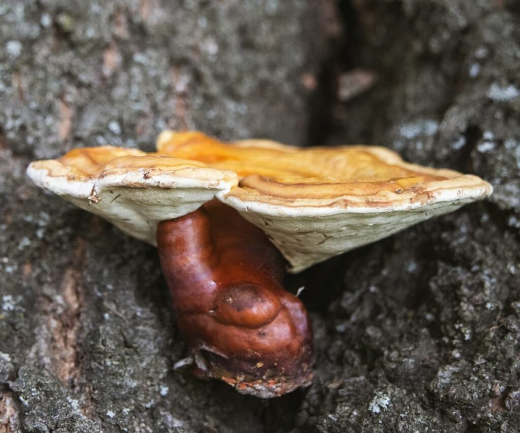 Reishi Mushroom