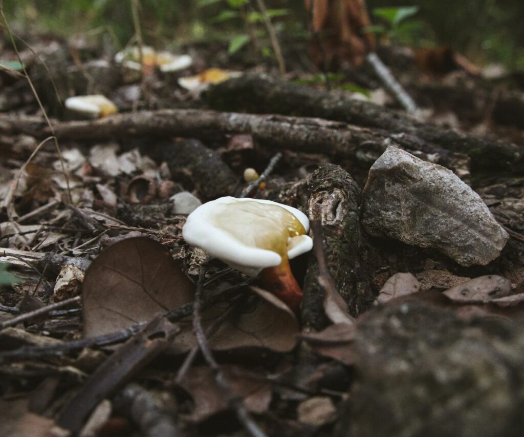 Reishi Mushroom