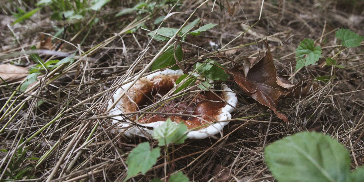 Reishi Mushroom