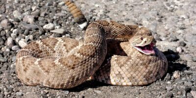 Can You Survive a Rattlesnake Bite Without Treatment?