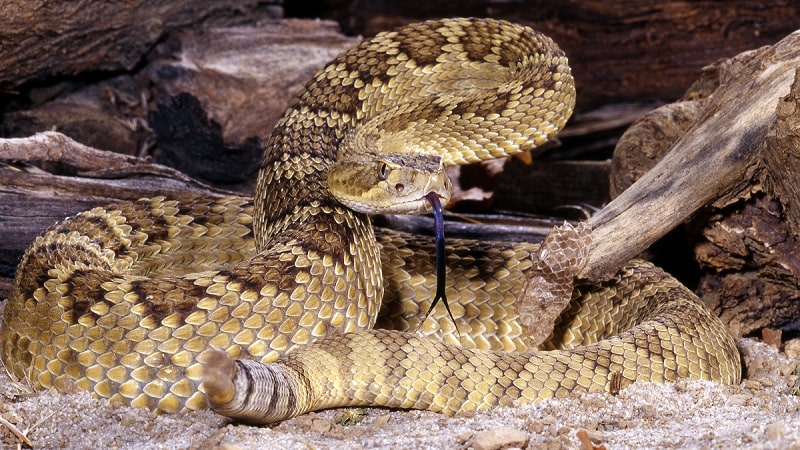 mojave rattlesnake