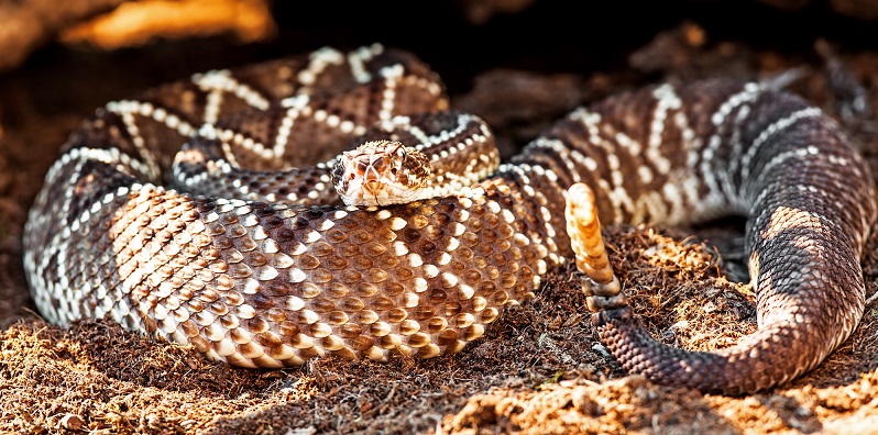 South American rattlesnake