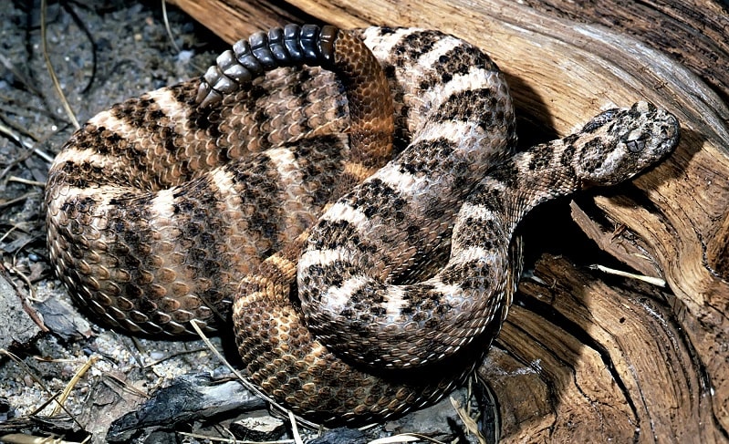 tiger rattlesnake