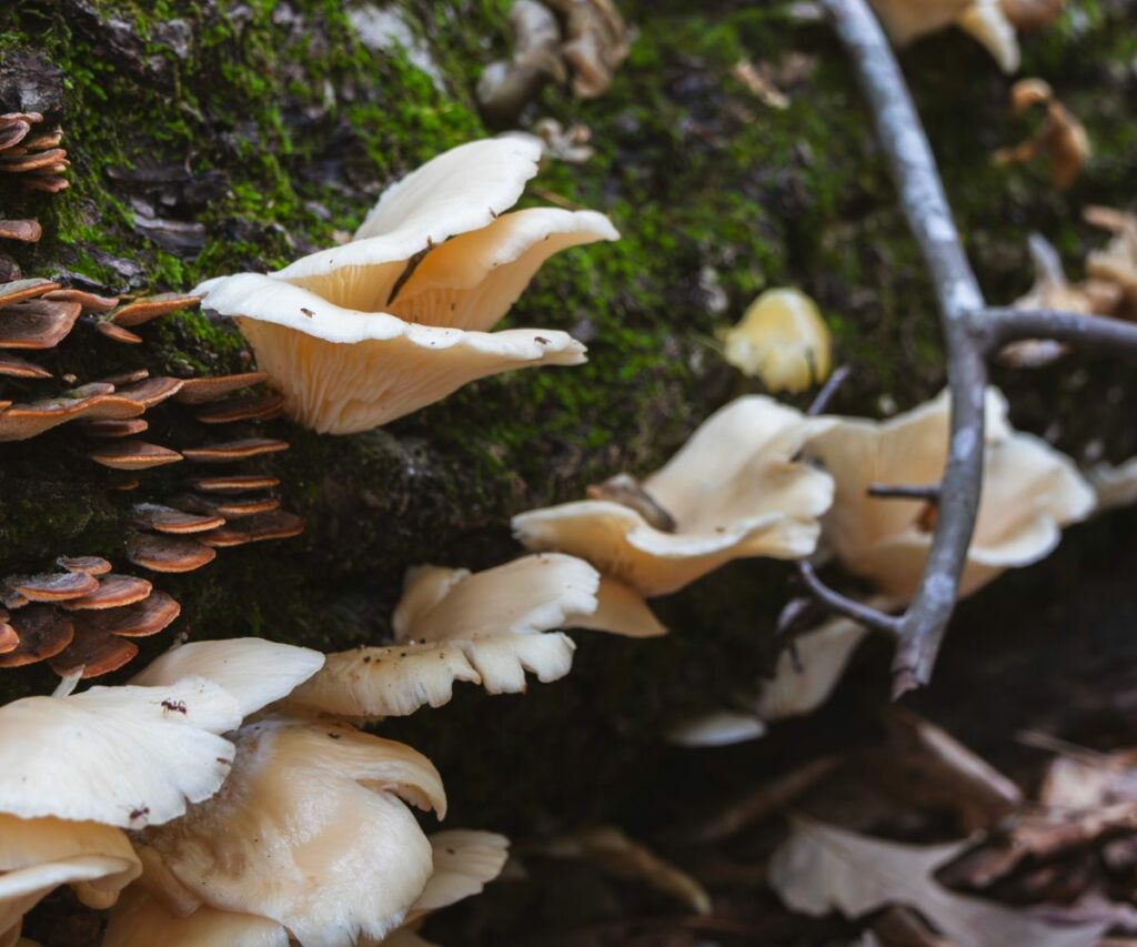 Oyster Mushroom