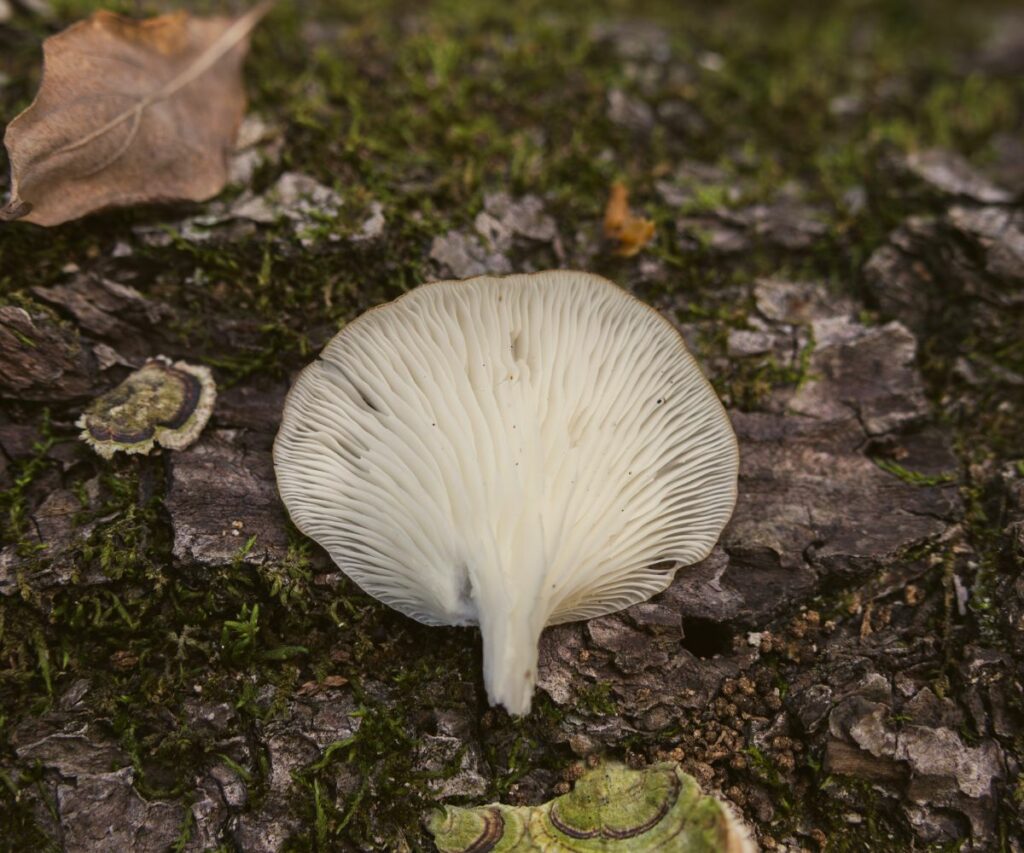 Oyster Mushroom