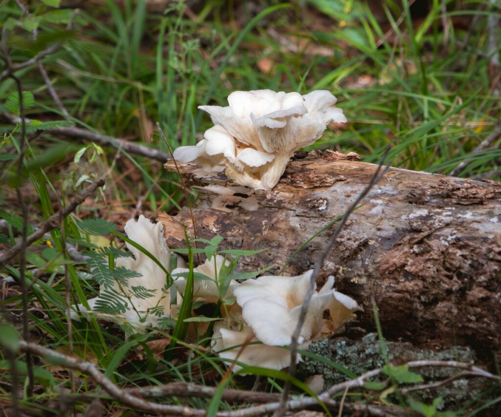 Oyster Mushroom