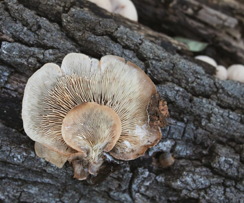 Oyster Mushroom