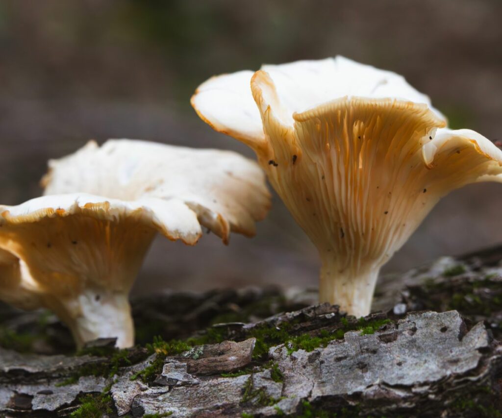 Oyster Mushroom