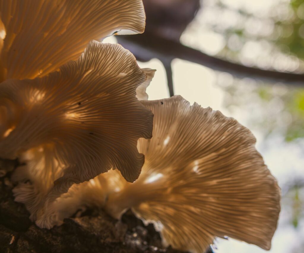 Oyster Mushroom