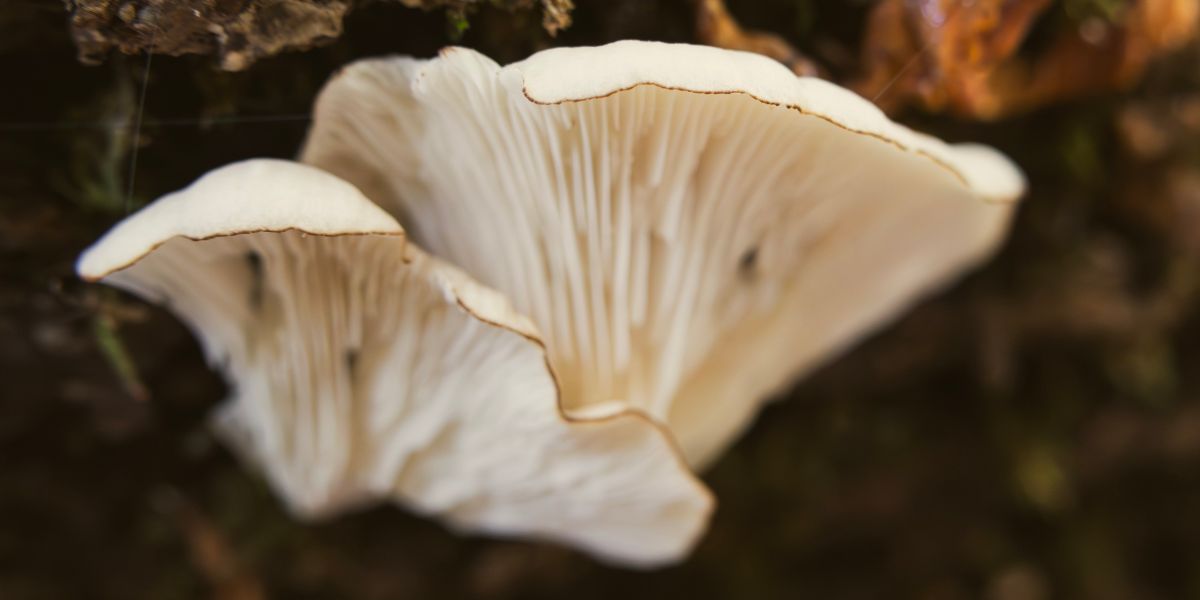 Oyster Mushroom