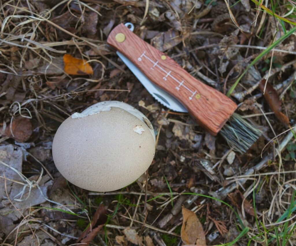 Puffball Mushrooms