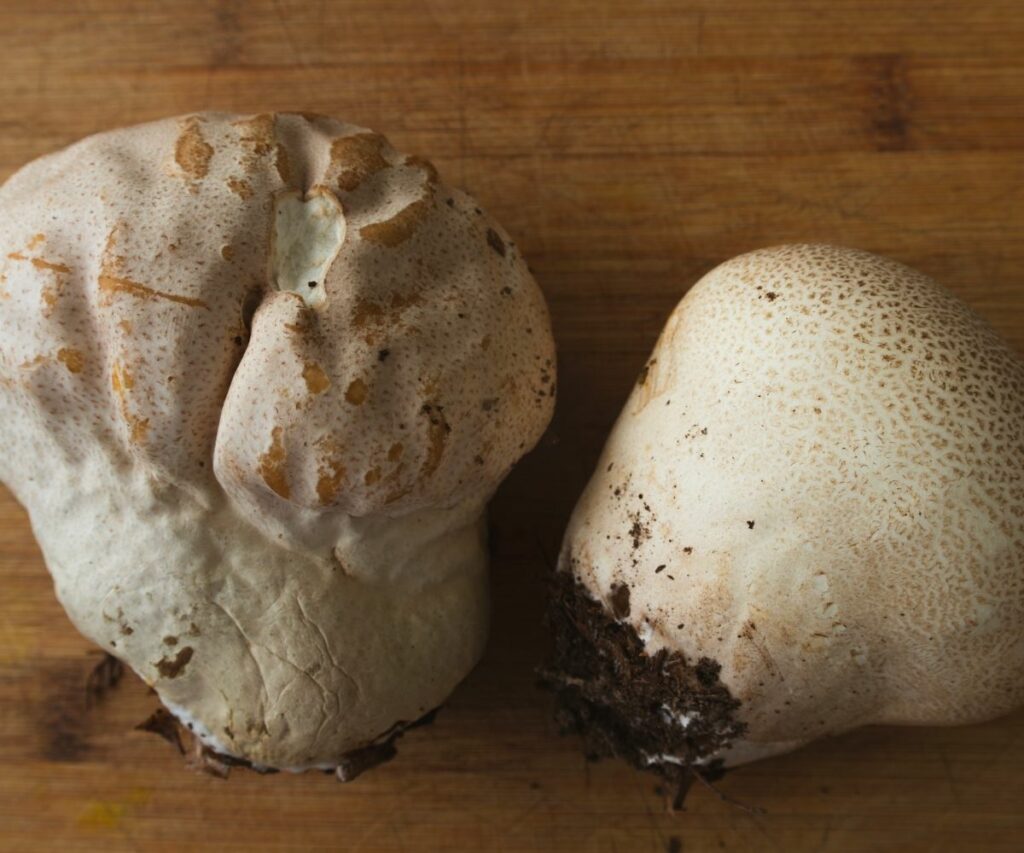 Puffball Mushrooms