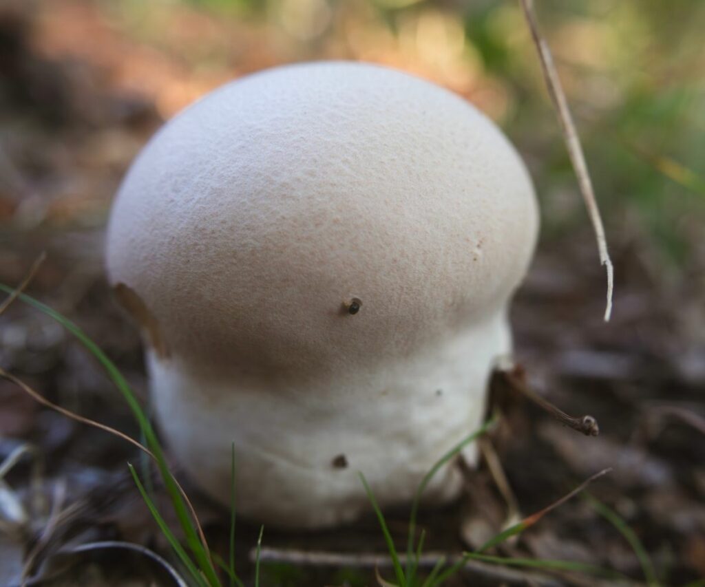 Puffball Mushrooms