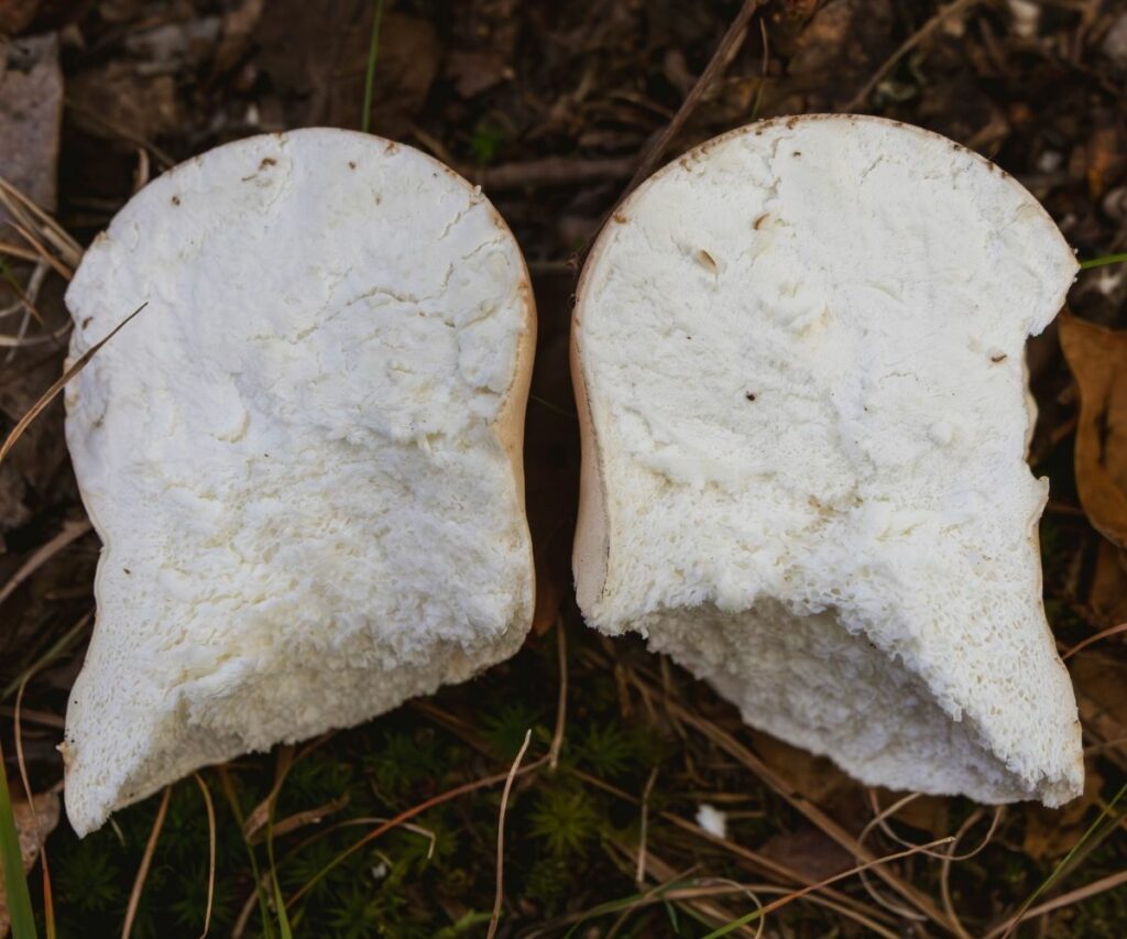 Puffball Mushrooms