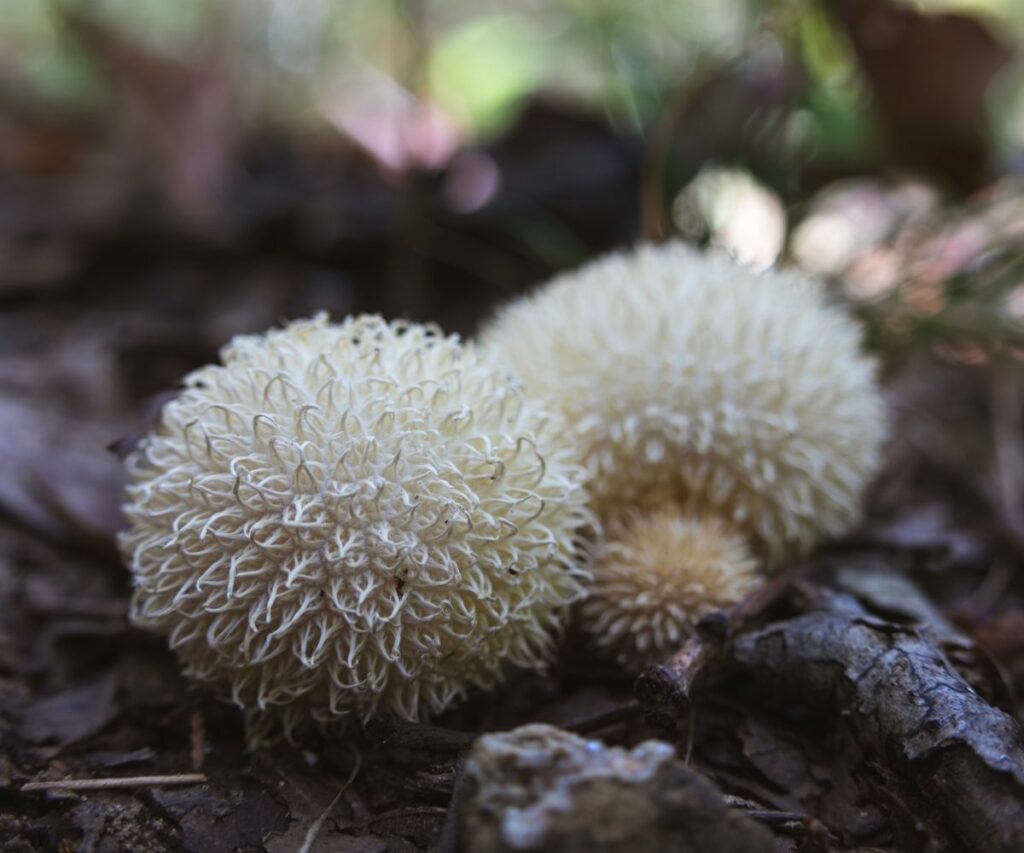 Puffball Mushrooms