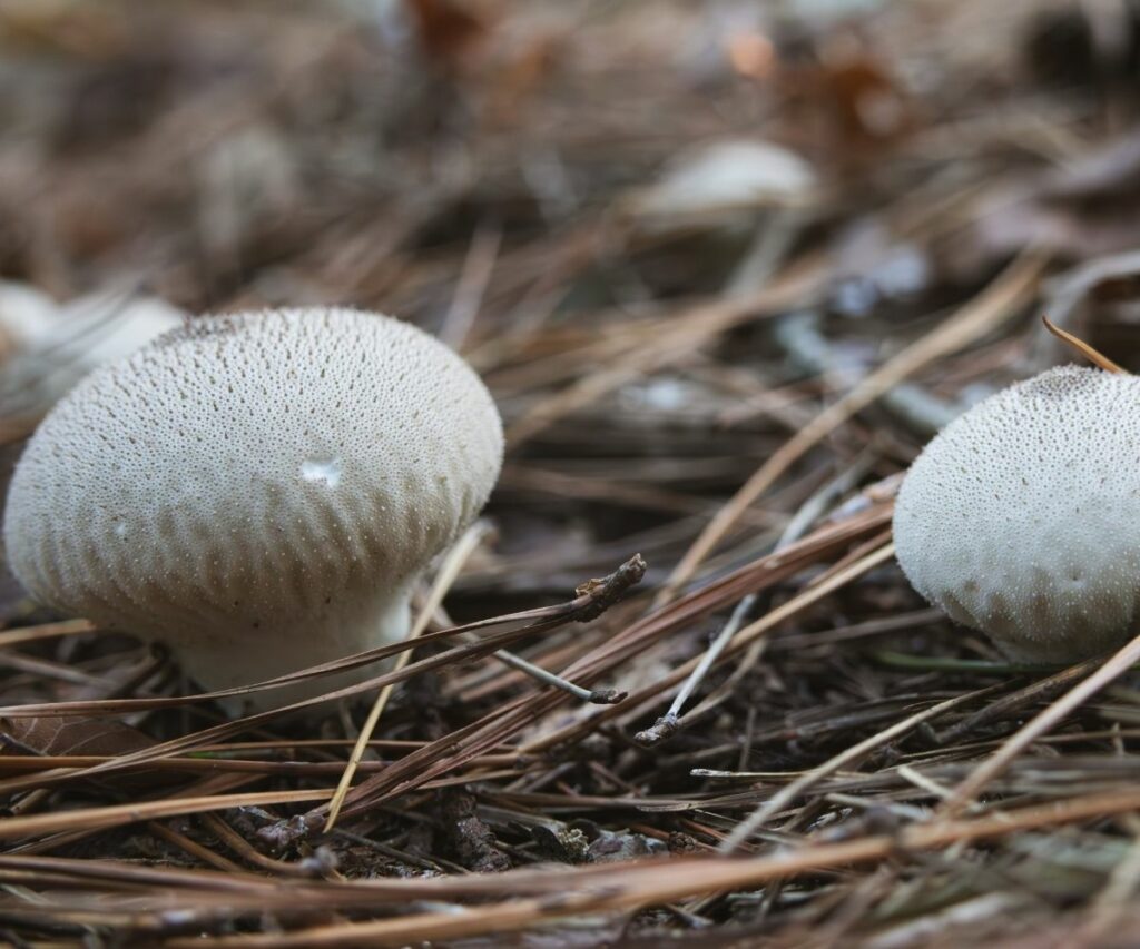 Puffball Mushrooms