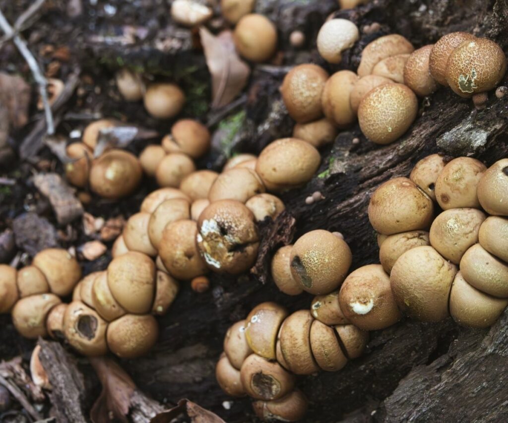 Puffball Mushrooms