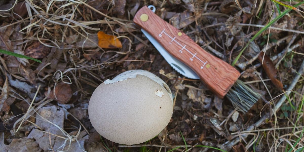 Puffball Mushrooms