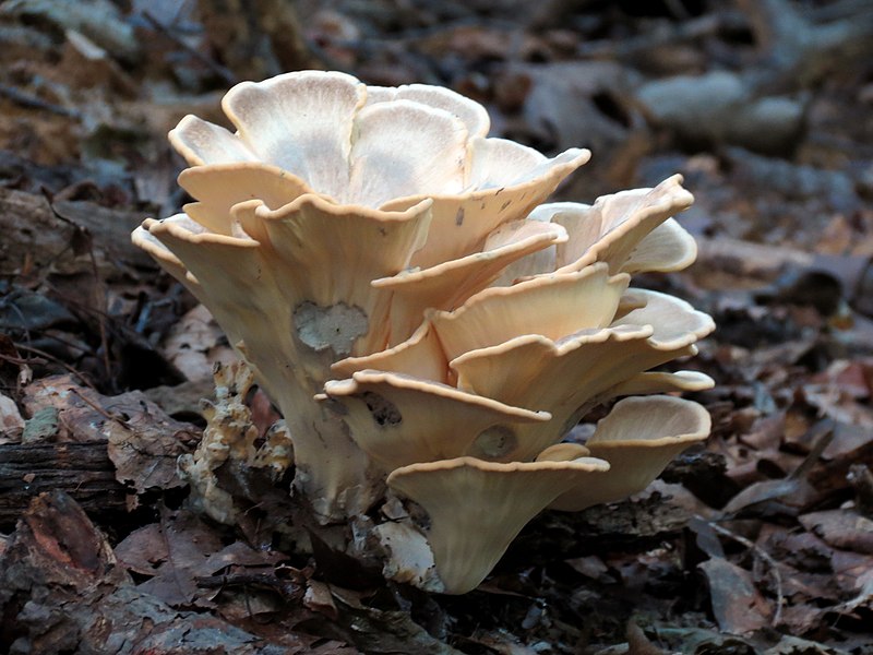 black-staining polypore