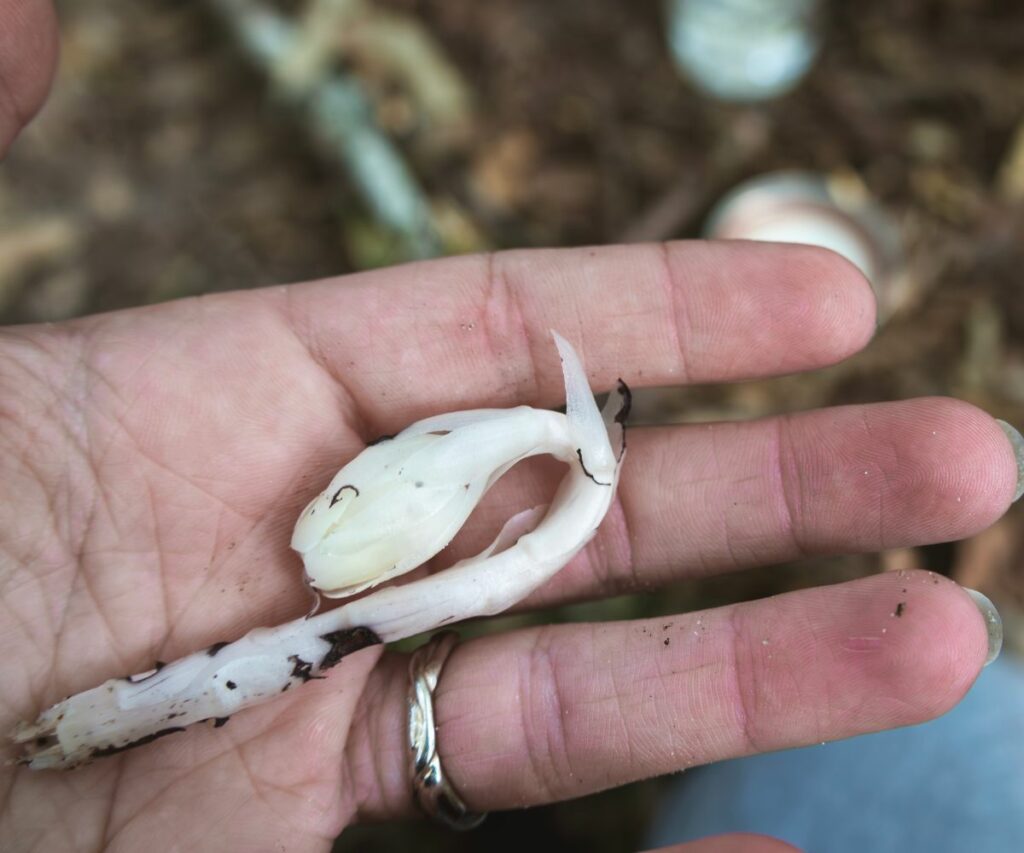 Ghost Pipe