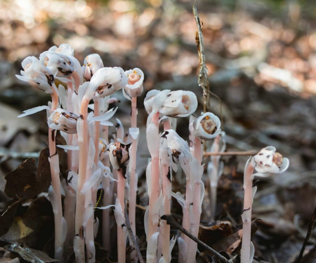 Ghost Pipe