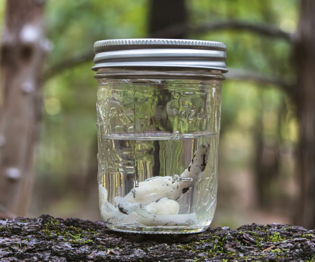 Ghost Pipe in jar