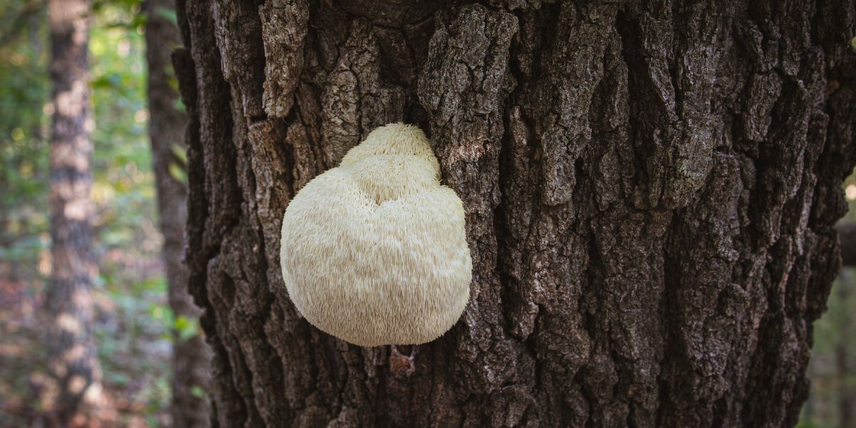 Lion Mane Mushroom