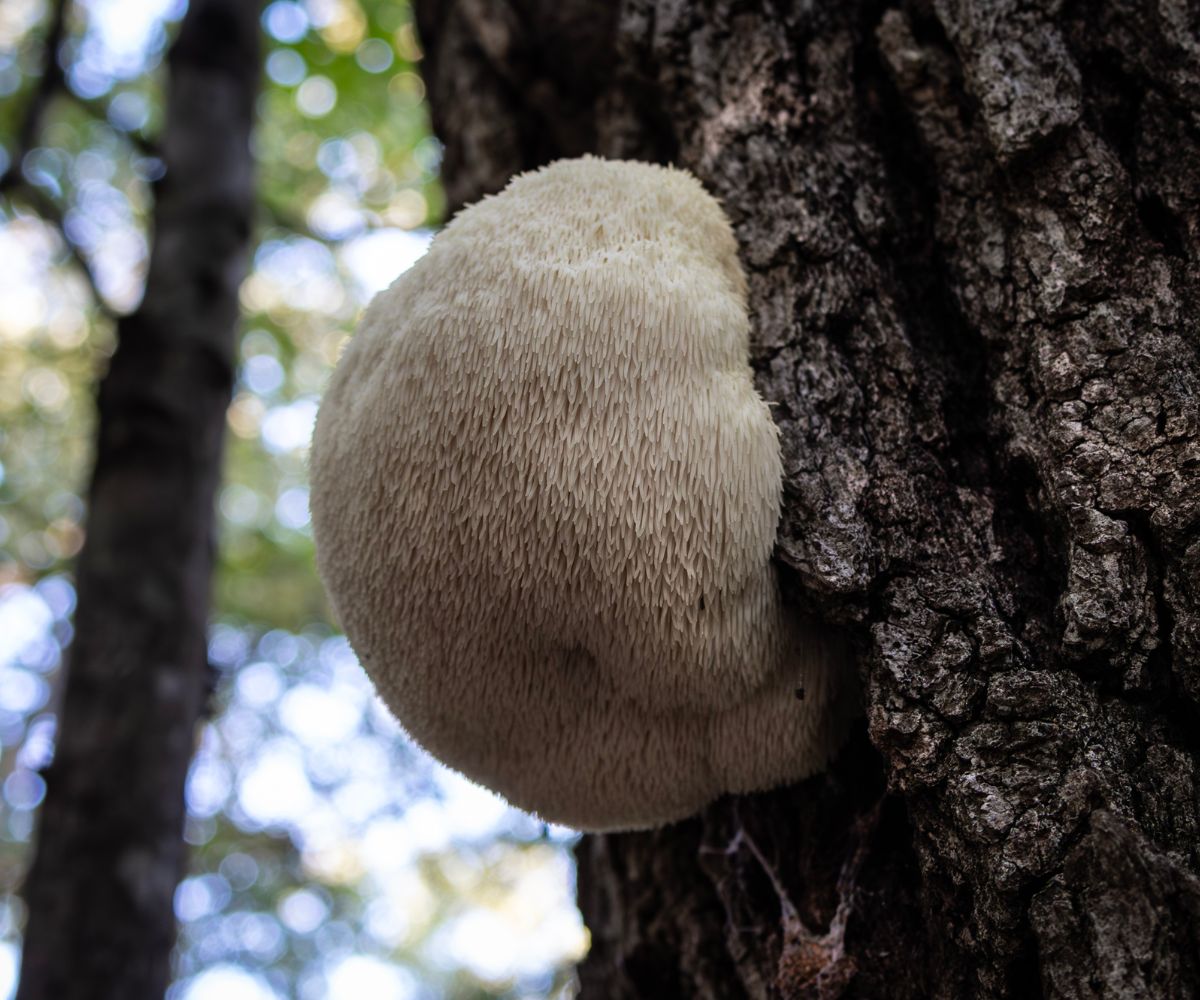 This Mushroom Could Kill You Spotting The Lions Mane Imposters - q3k350c