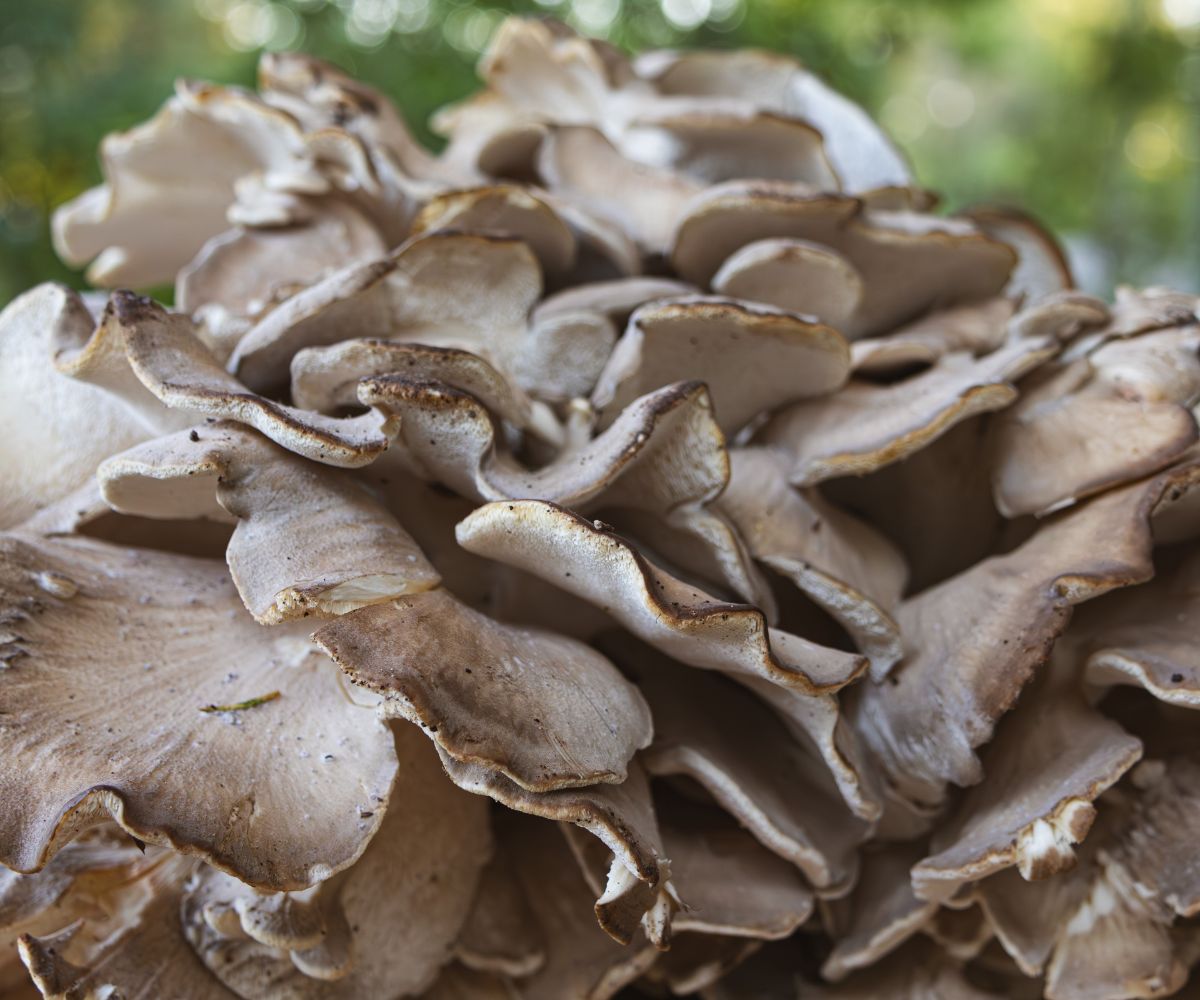 Maitake Mushrooms How to Identify Hen of the Woods