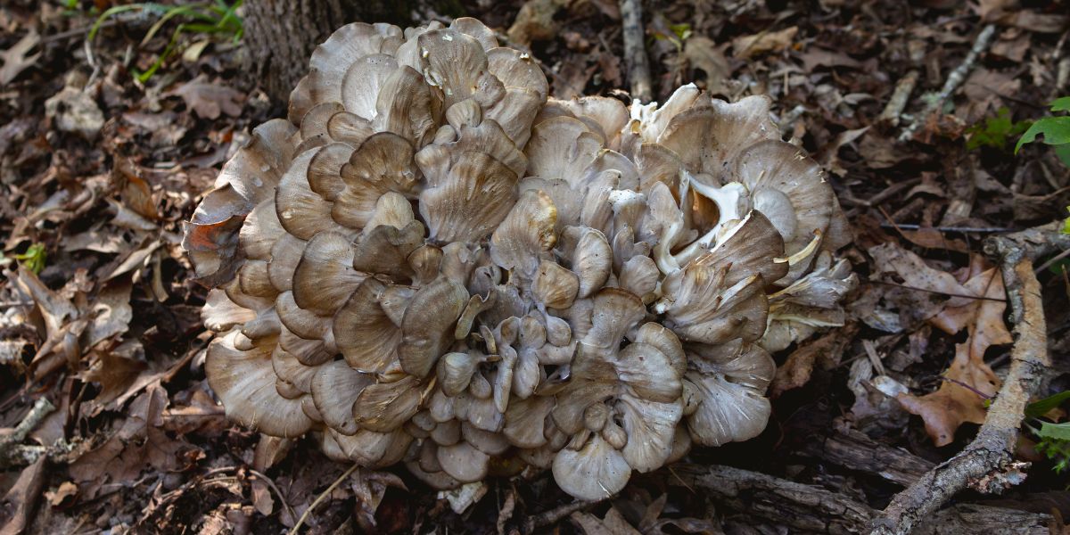 Maitiake (Hen of the Woods)