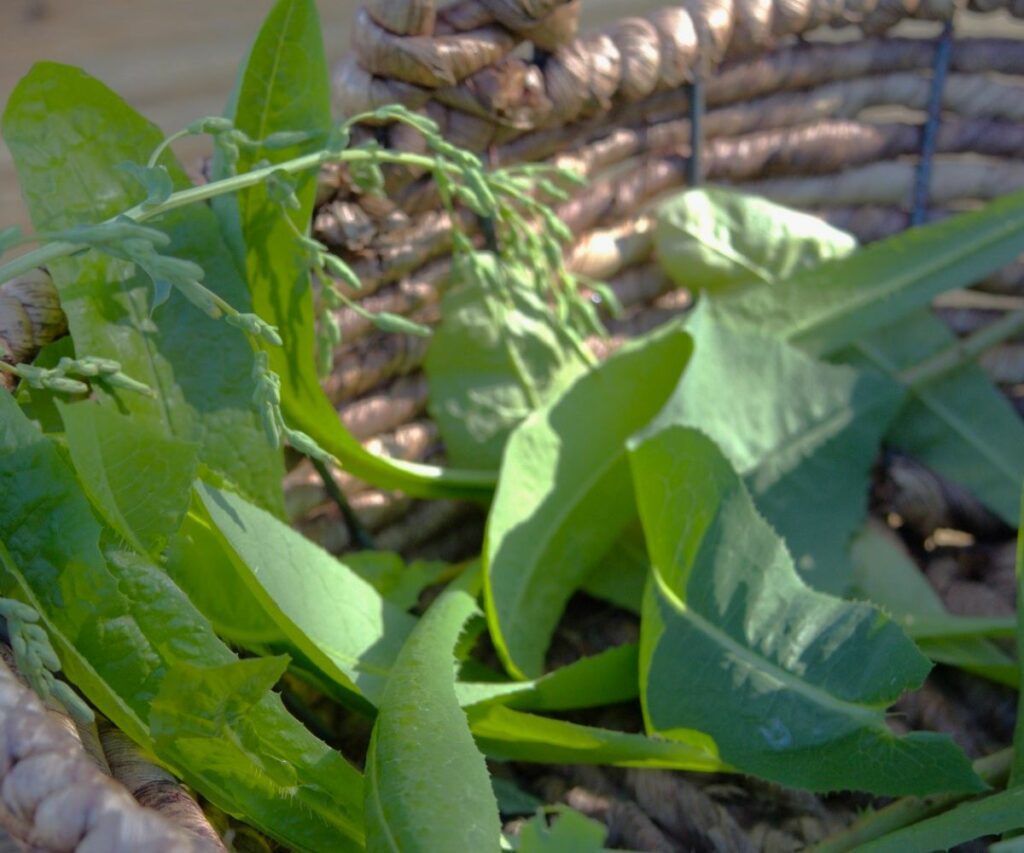 Wild Lettuce