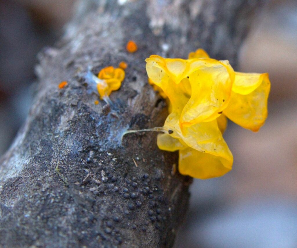 Witches Butter and Lookalikes