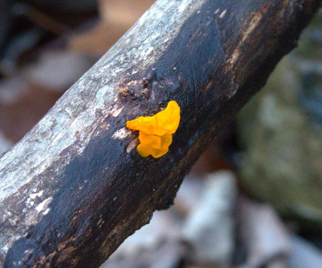 Witches Butter and Lookalikes