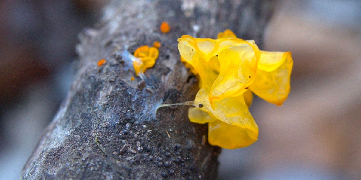 Witches Butter