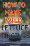 wild lettuce tincture