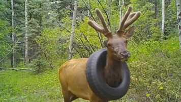 Elk Freed From Tire Stuck Around Its Neck for Years