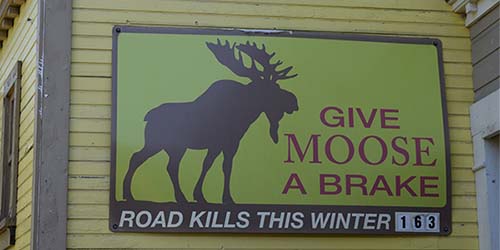 alaska road kill lottery