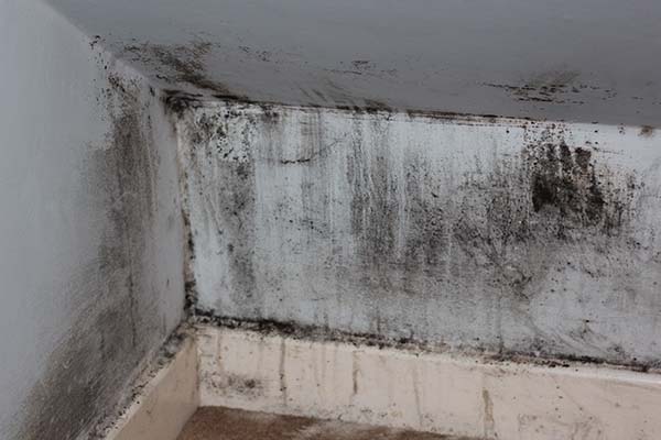 mold removal costs